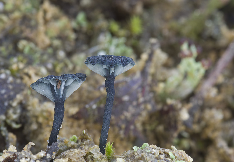 Arrhenia chlorocyanea